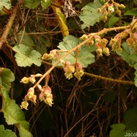 Rubus indicus Thunb.